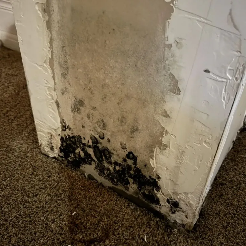 Professional Mold Removal in Black Creek, WI